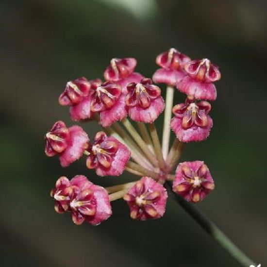 Hoya lucardenasiana