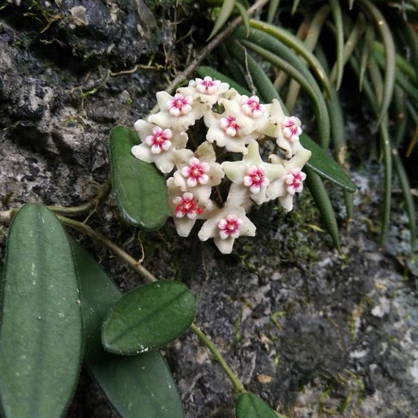 Hoya lyi