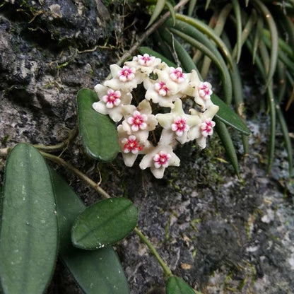 Hoya lyi