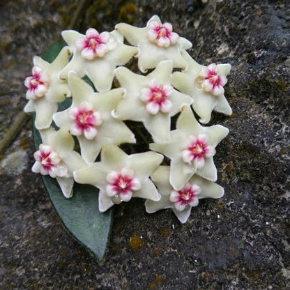 Hoya lyi