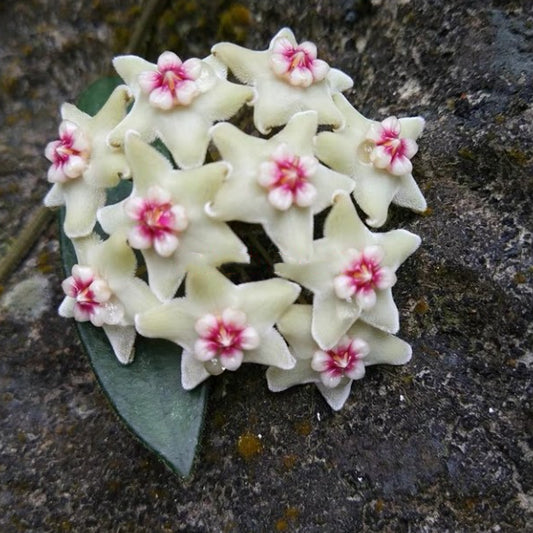 Hoya lyi