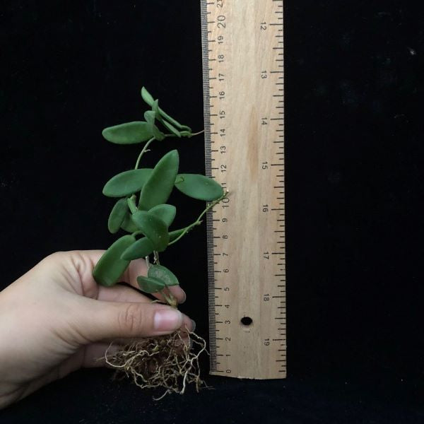 Hoya lyi