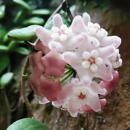 Hoya lyi Pink flower