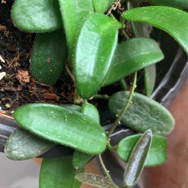 Hoya lyi Pink flower