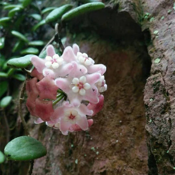 Hoya lyi Pink flower