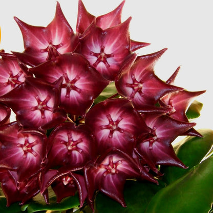 Hoya macgillivrayi