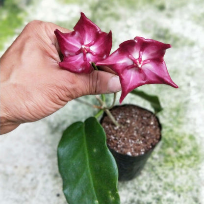 Hoya macgillivrayi