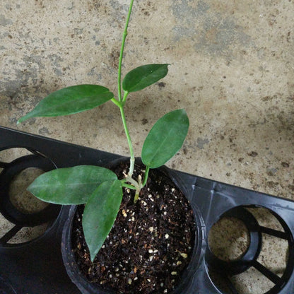 Hoya macgillivrayi