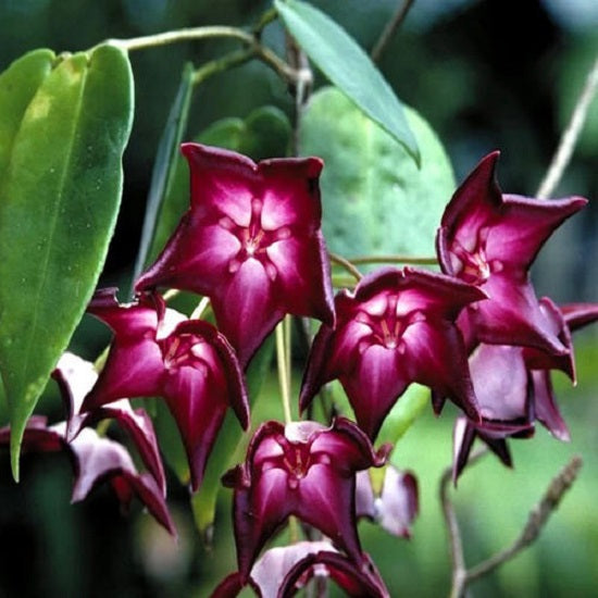 Hoya macgillivrayi