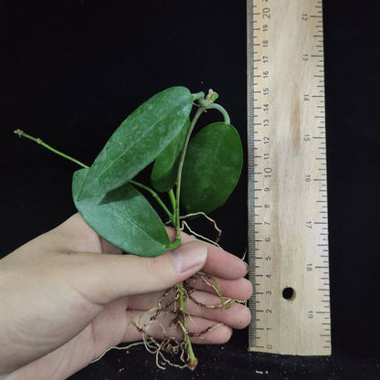 Hoya macgillivrayi