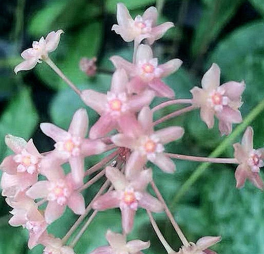 Hoya macrophylla ‘ Snow Queen ’
