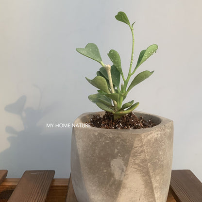 Hoya manipurensis