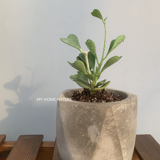 Hoya manipurensis