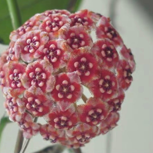 Hoya meliflua