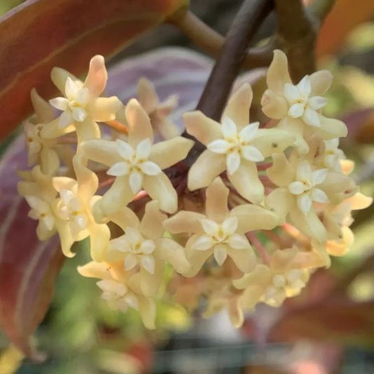 Hoya merrllii