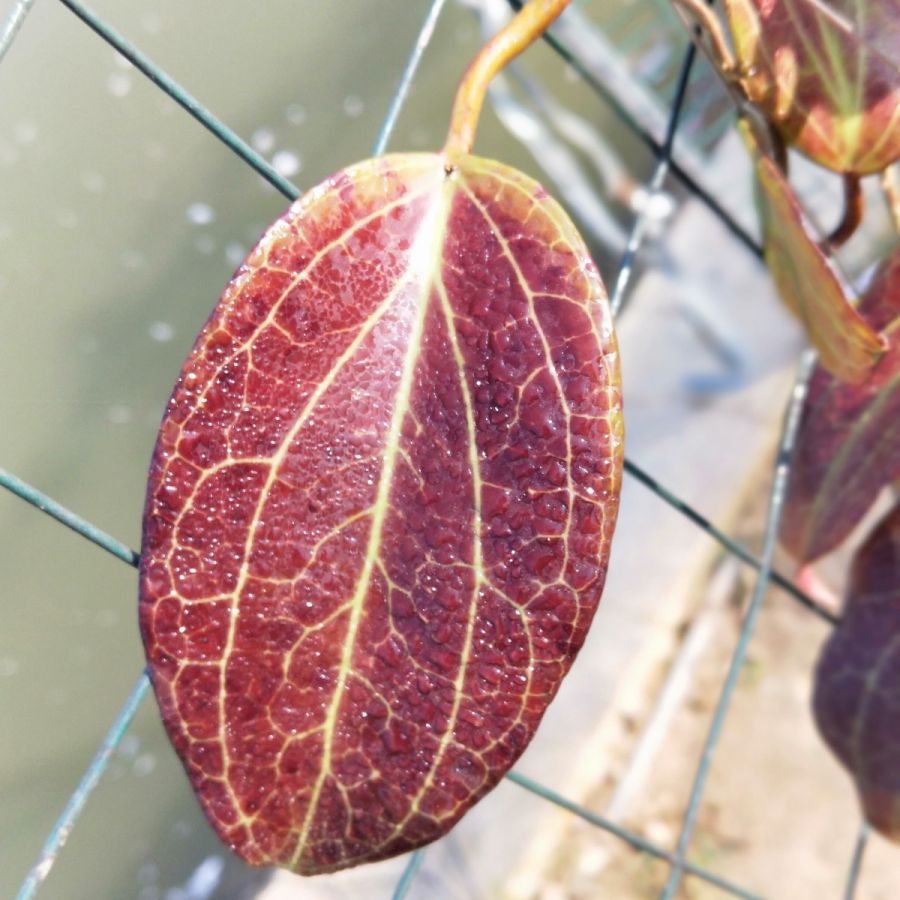 Hoya merrllii
