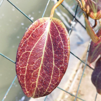 Hoya merrllii
