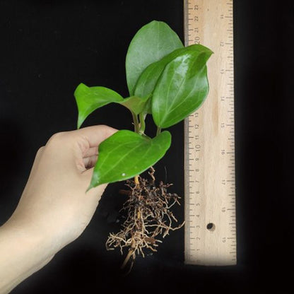 Hoya merrllii