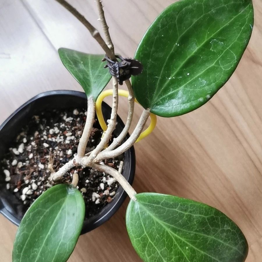 Hoya merrllii