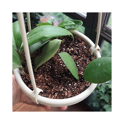 Hoya merrllii