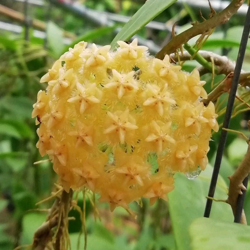 Hoya mindorensis lite yellow