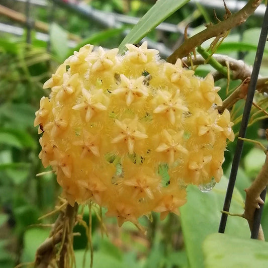 Hoya mindorensis lite yellow
