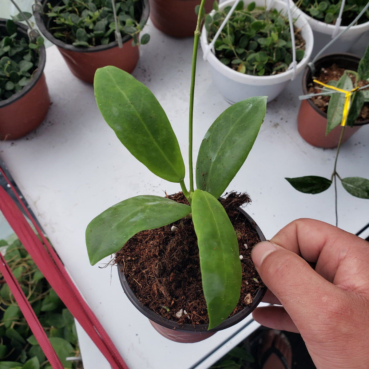 Hoya mindorensis lite yellow