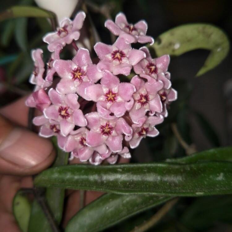 Hoya minibelle