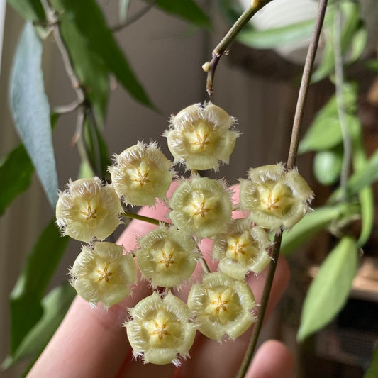 Hoya mirabilis