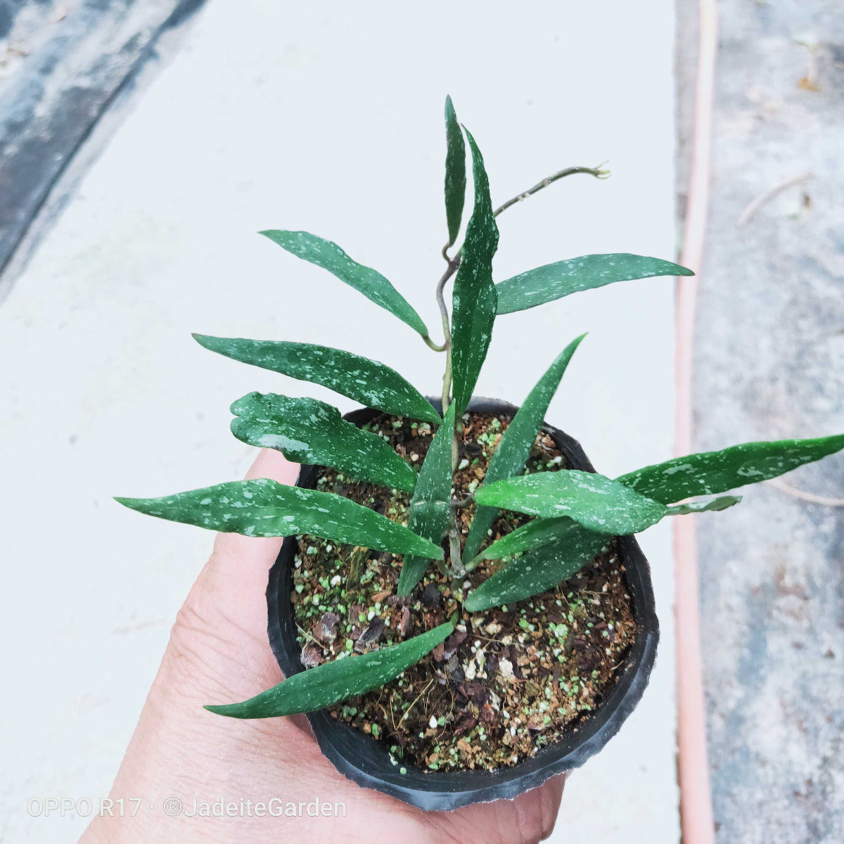 Hoya mirabilis