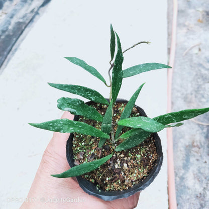 Hoya mirabilis