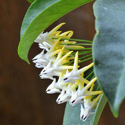 Shooting Star Hoya ( Hoya multiflora )