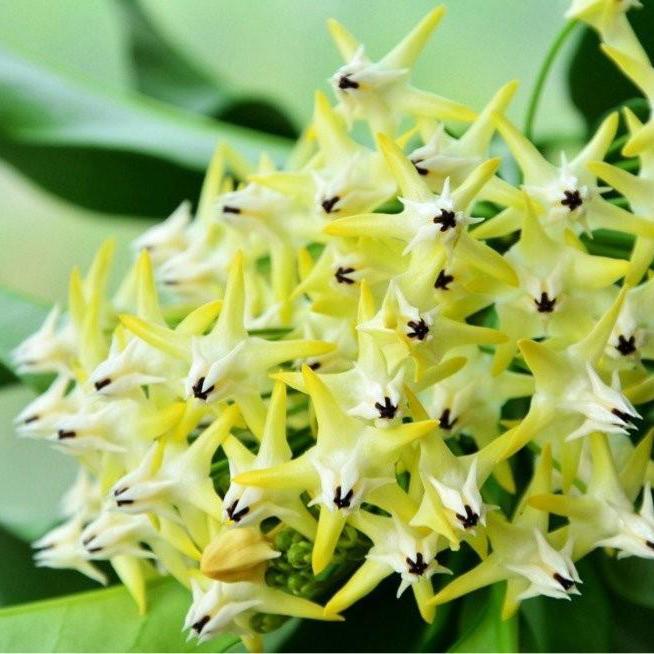 Shooting Star Hoya ( Hoya multiflora )