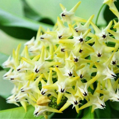 Shooting Star Hoya ( Hoya multiflora )