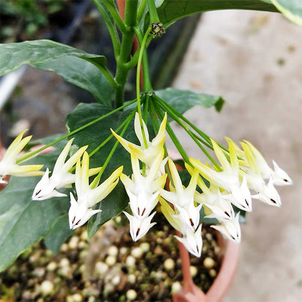 Hoya multiflora var.