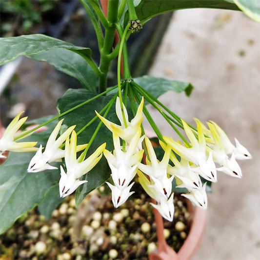 Hoya multiflora var.