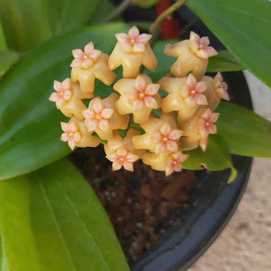 Hoya Neo-ebudica