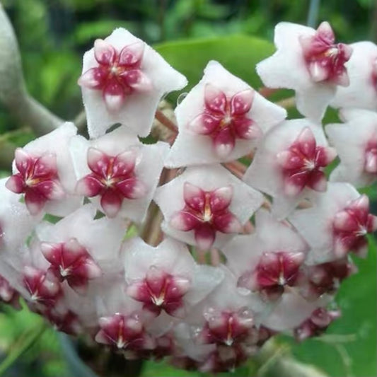 Hoya obovata