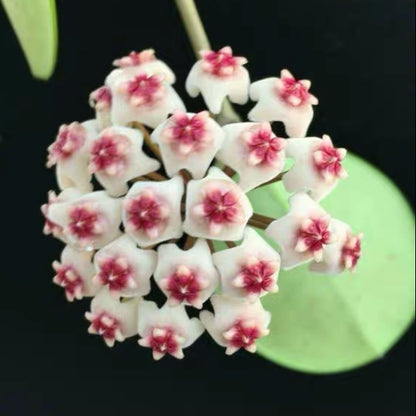 Hoya obovata