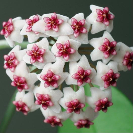 Hoya obovata