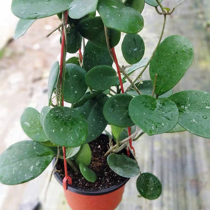 Hoya obovata