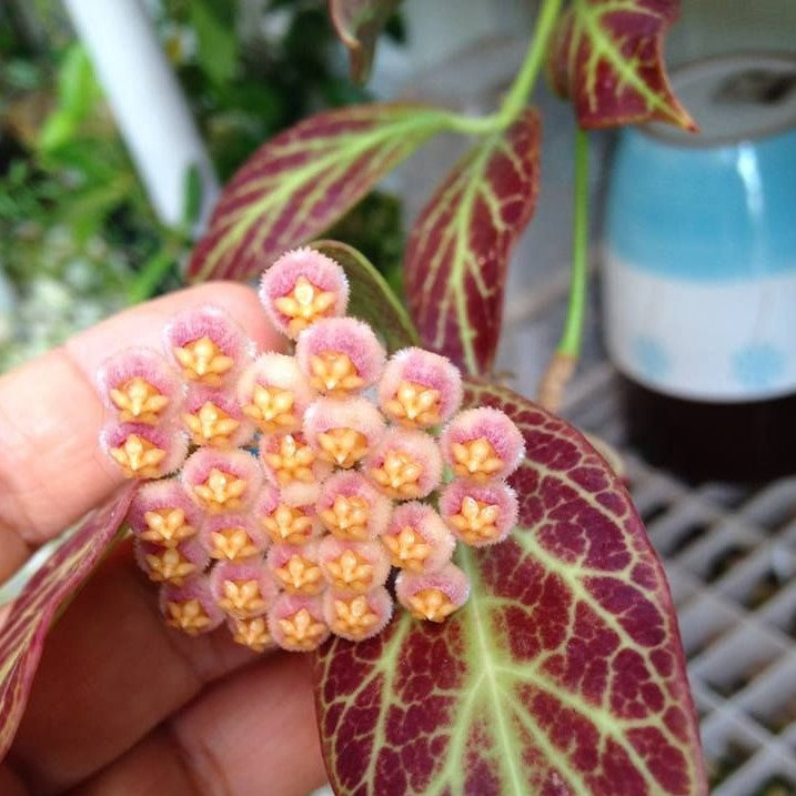 Hoya obscura