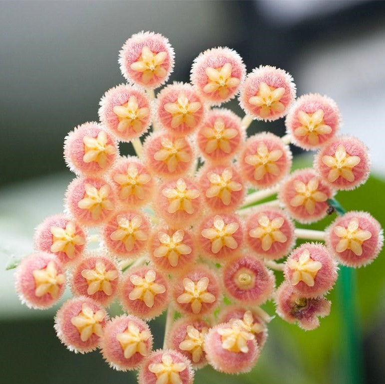 Hoya obscura
