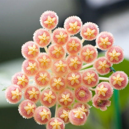 Hoya obscura