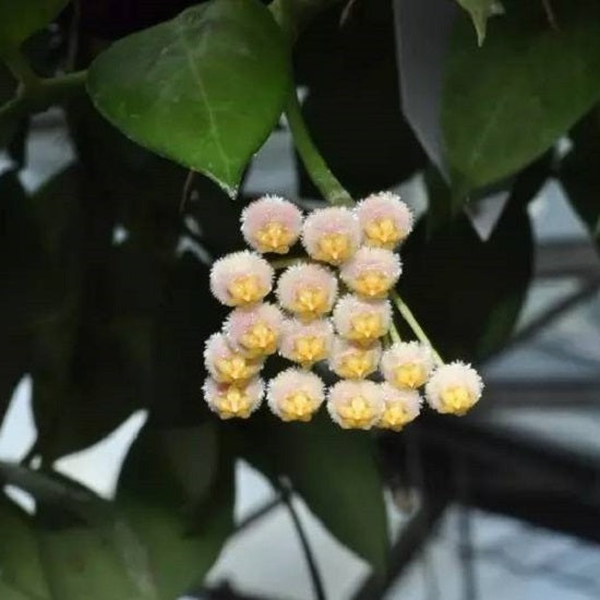 Hoya obscura