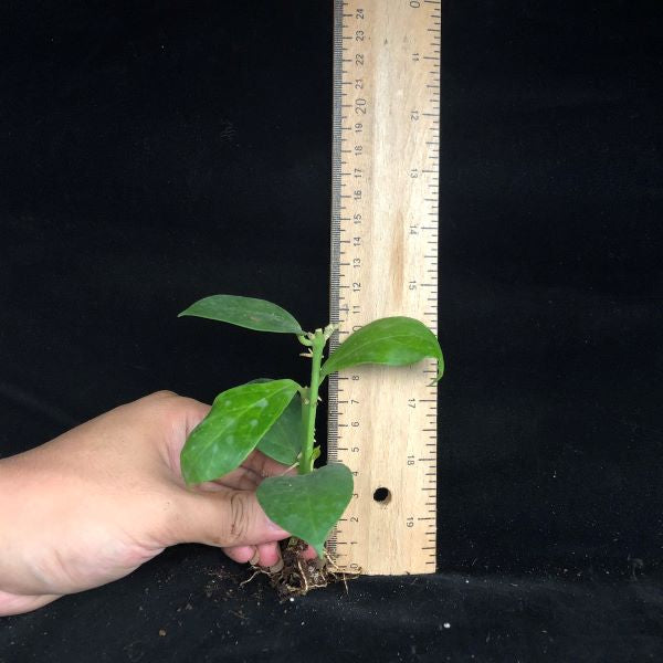 Hoya obscura