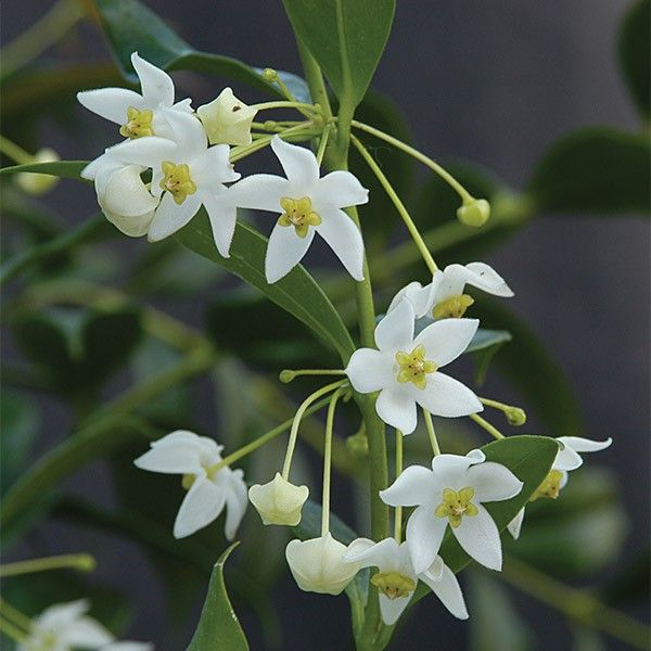 Hoya odorata