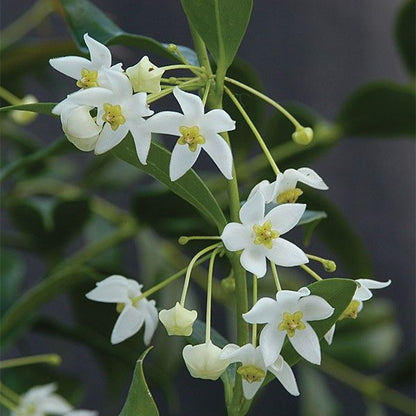 Hoya odorata