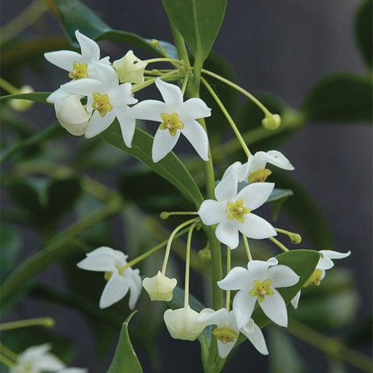 Hoya odorata