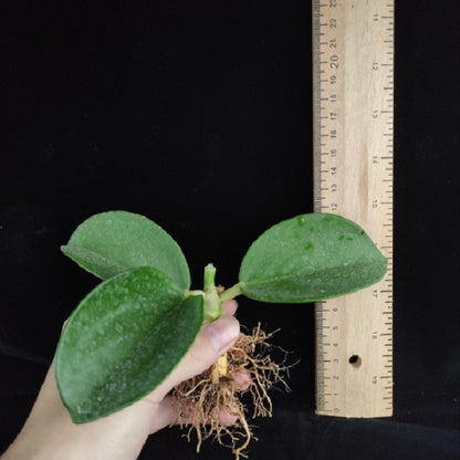 Hoya pachyclada ' Red corona '